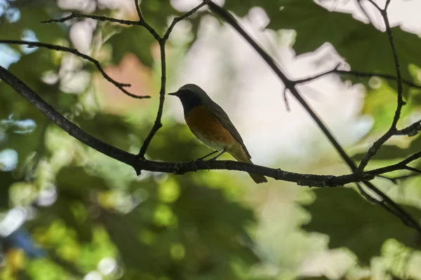 Redstart Phoenicurus Uccello Che Canta Sull Albero — Foto Stock