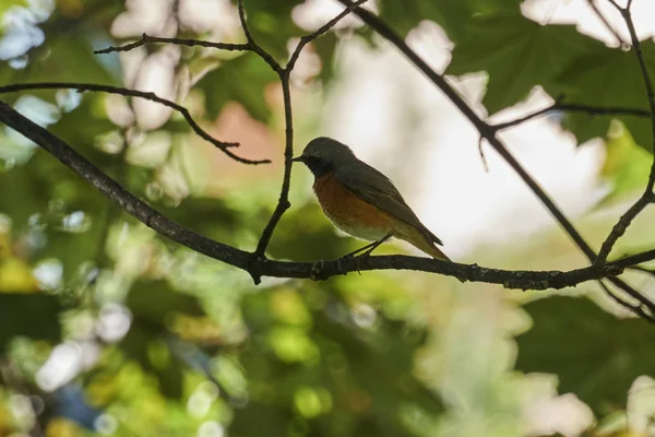 redstart phoenicurus bird singing on tree