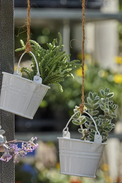 Succulent Plant Vase Hanging Decor — Stock Photo, Image