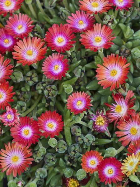 Kleurrijke Weinig Daisy Weide — Stockfoto