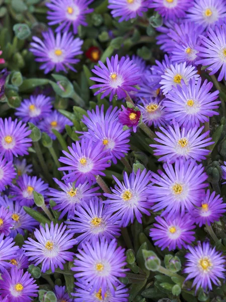 Renkli Küçük Daisy Çayırda — Stok fotoğraf