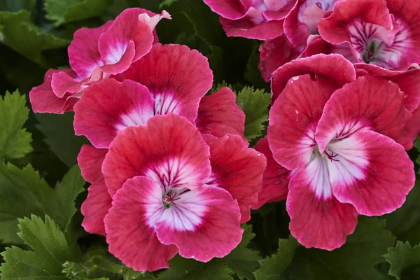 Géranium Fleurs Dans Jardin — Photo