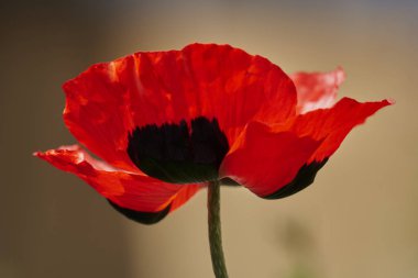 Bahçedeki ekili haşhaş