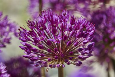 Allium bahçede çiçek