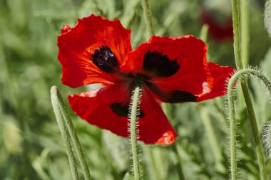 Bahçedeki ekili haşhaş