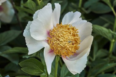 Bahçedeki şakayık