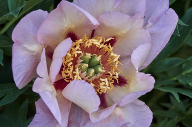 Bahçedeki şakayık