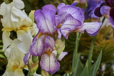 Iris Glayöl Çiçek bahçesinde