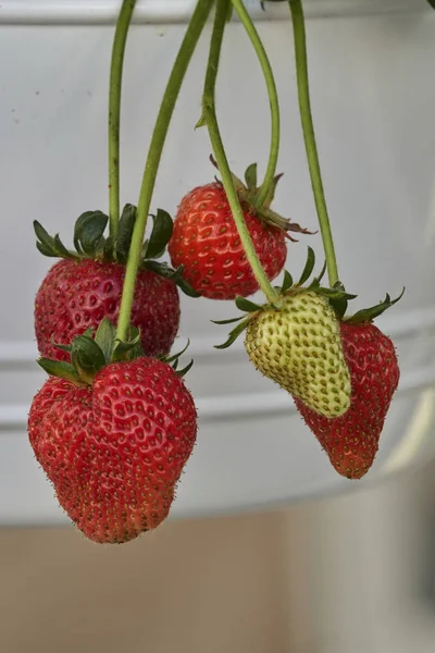 Ripe Strawberries Pot — Stock Photo, Image