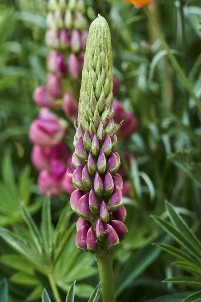 Lupinus Kwiat Kwitnący Ogrodzie — Zdjęcie stockowe