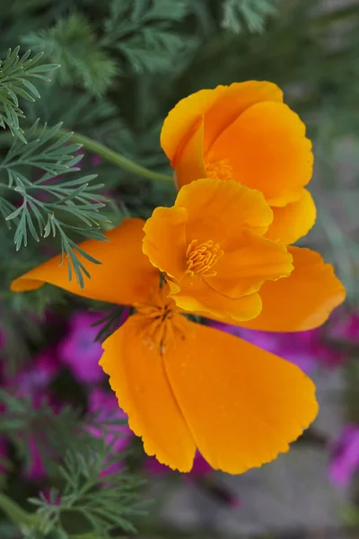 Fleur Fleur Dans Jardin Printemps — Photo