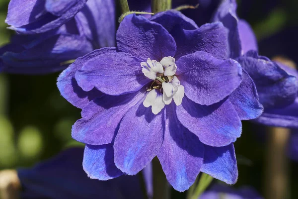 Mavi Delphinium Çiçek Dekorasyon Için — Stok fotoğraf