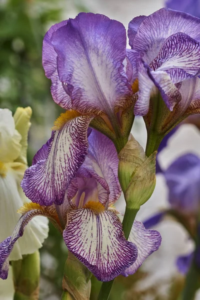 Iris Gladiolus Flor Jardín —  Fotos de Stock