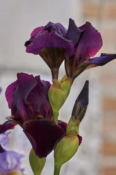 Iris Gladiolus Flor Jardín —  Fotos de Stock