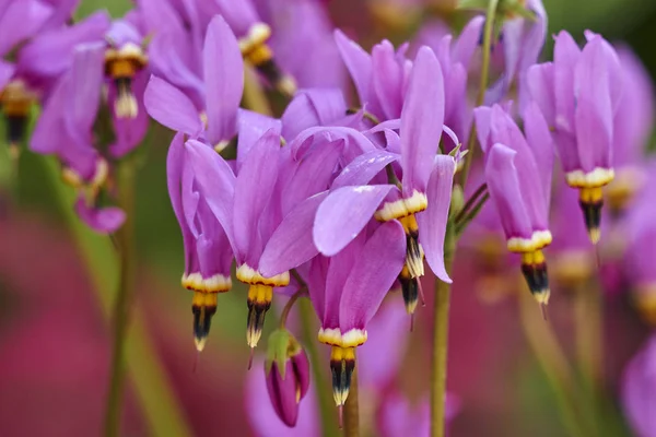 pembe dodecatheon meadia çiçek