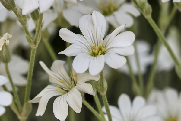 Blume Blüht Frühling Garten — Stockfoto