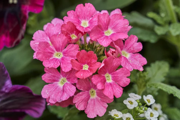 Bloem Bloei Tuin Het Voorjaar — Stockfoto