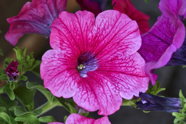Digitalis Purpurea Rozkvetlý Květ — Stock fotografie