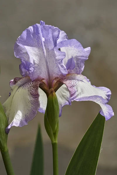 Iris Gladiolus Flor Jardín —  Fotos de Stock