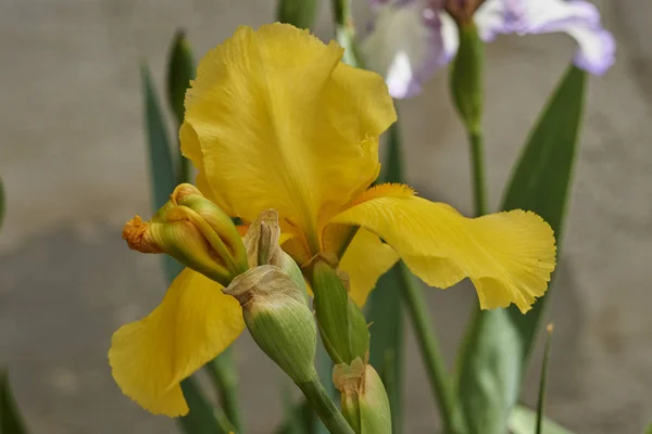 Gladiolus Ίριδας Στην Άνθιση Στον Κήπο — Φωτογραφία Αρχείου