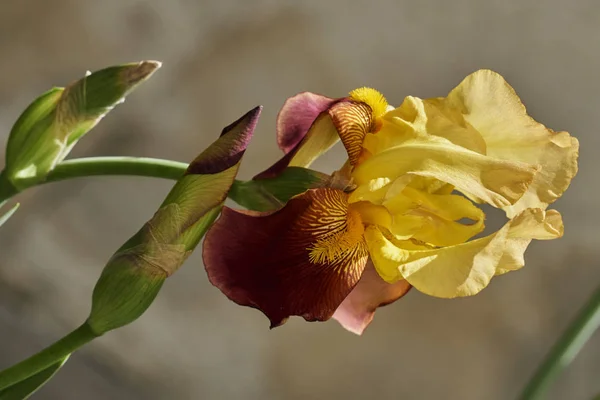 Iris Gladiolus Flor Jardín —  Fotos de Stock