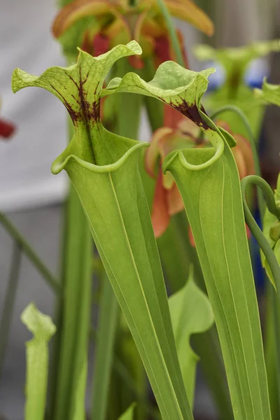 Nepenthes Planta Carnívora Jardim — Fotografia de Stock