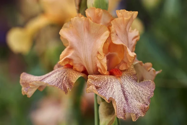Iris Gladiolus Bloom Garden Royalty Free Stock Images