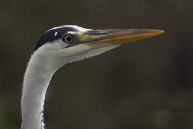 Gölde gri balıkçıl