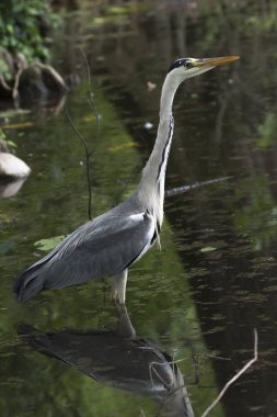 Gölde gri balıkçıl