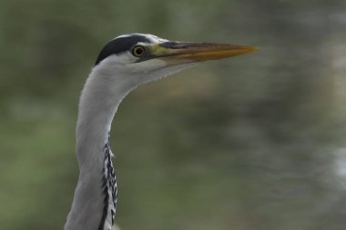 Gölde gri balıkçıl