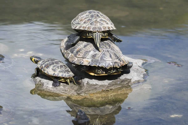 Groep Schildpadden Zon Vijver — Stockfoto