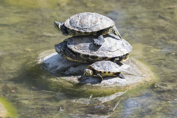 Groep Schildpadden Zon Vijver — Stockfoto