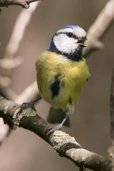 Cinciarella Blaumeise Vogel Auf Baum — Stockfoto