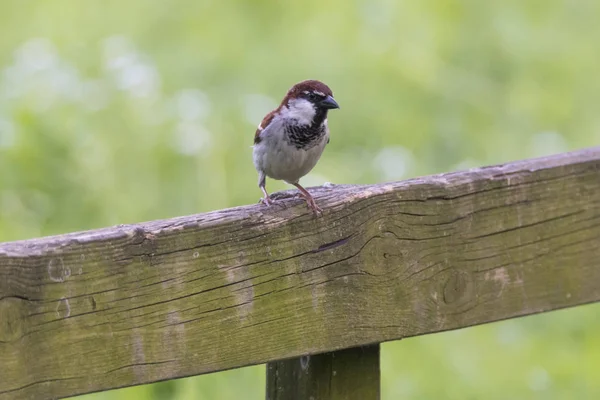 Moineau Mignon Dans Jardin — Photo