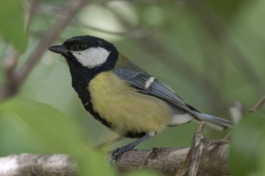 Bahçedeki ağaca baştankara