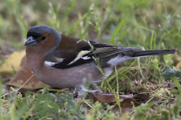 Fringilla Fringilla Coelebs Uccello Albero — Foto Stock