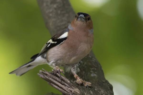 Finch Fringilla Coelebs Pássaro Com Sarna Nas Pernas — Fotografia de Stock