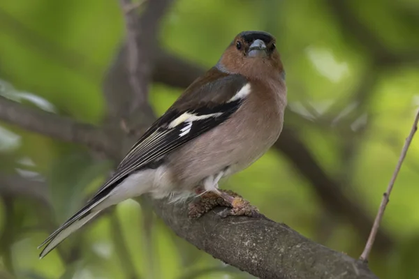 Finch Fringilla Coelebs Vogel Met Schurft Poten — Stockfoto