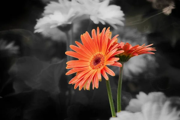 red gerbera daisy in the vase