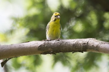 greenfinch chloris kuş ağaç üzerinde