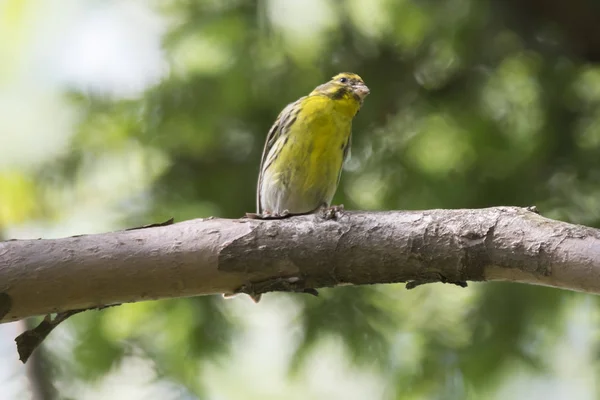 Grünfink Chloris Vogel Auf Baum — Stockfoto