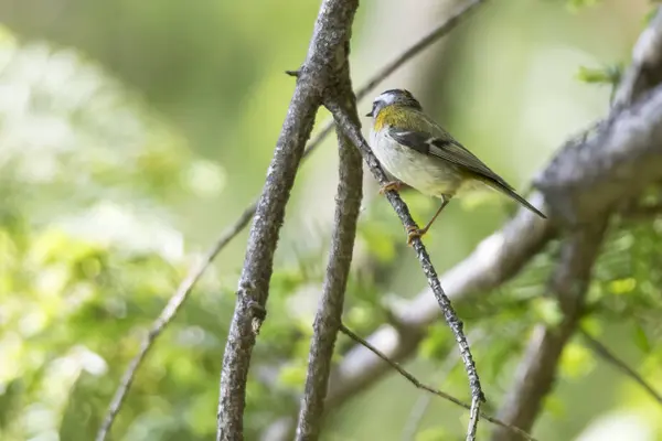 Philloscopus Inornatus Fågel Träd — Stockfoto