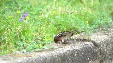 Finch fringilla coelebs kuş ağaç üzerinde