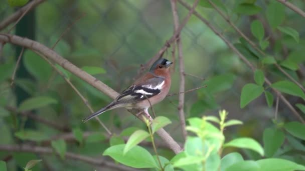 Pinzón fringilla coelebs pájaro en árbol — Vídeos de Stock