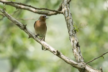 Finch fringilla coelebs kuş ağaç üzerinde