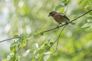Finch fringilla coelebs kuş ağaç üzerinde