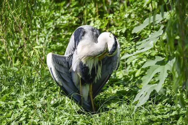 阳光下的灰色苍鹭在草地上 — 图库照片