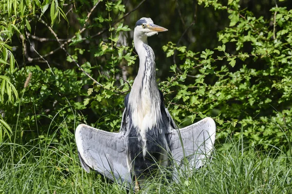 Héron Gris Sèche Soleil — Photo