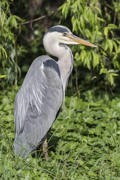 Graureiher Der Sonne Auf Der Wiese — Stockfoto