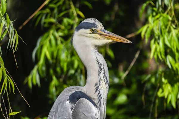 Graureiher Der Sonne Auf Der Wiese — Stockfoto